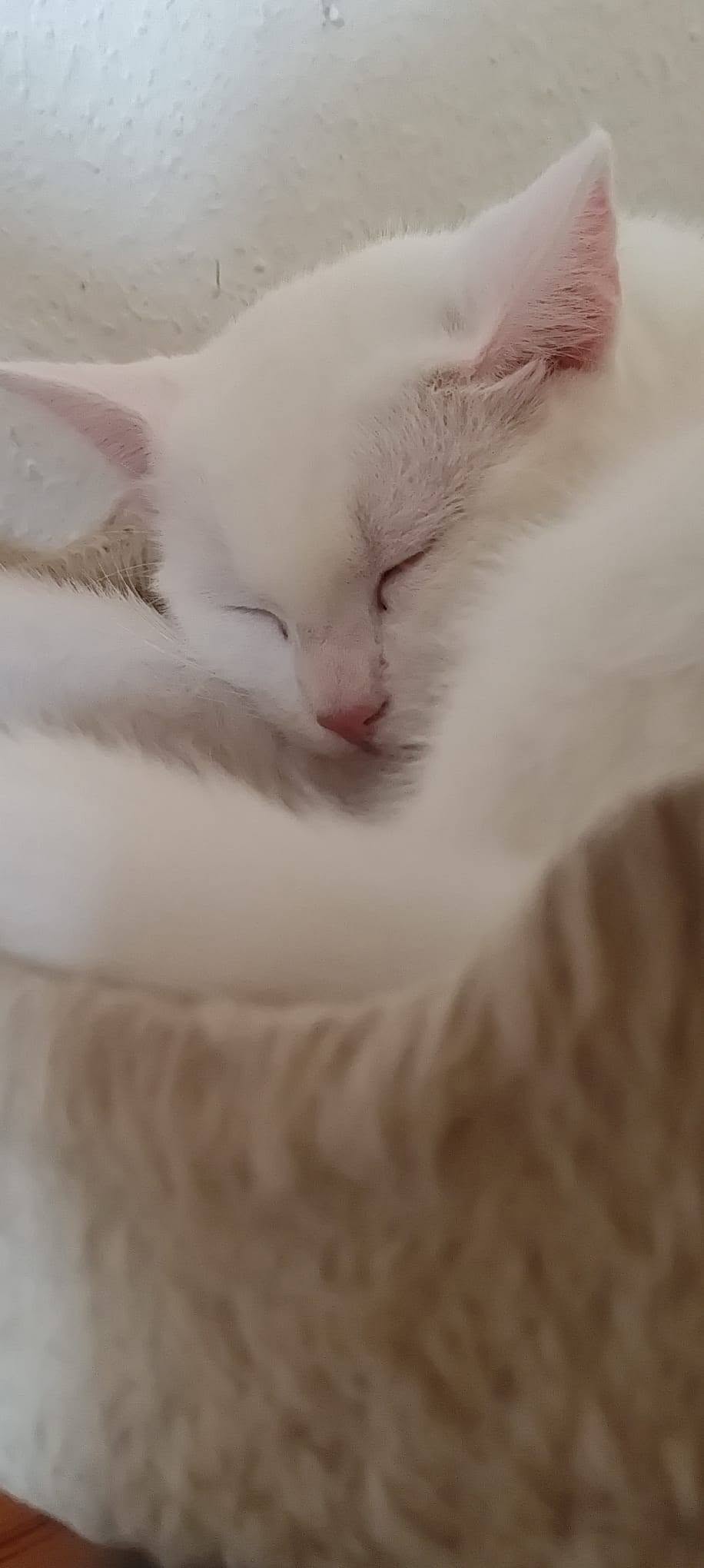 Un jeune chat blanc accueilli dans un foyer