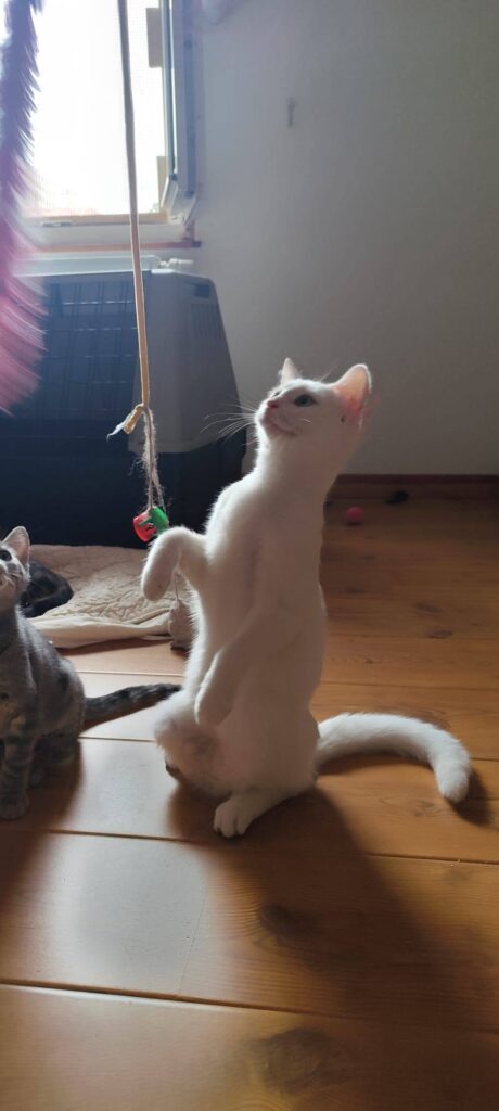 Bou et Bao