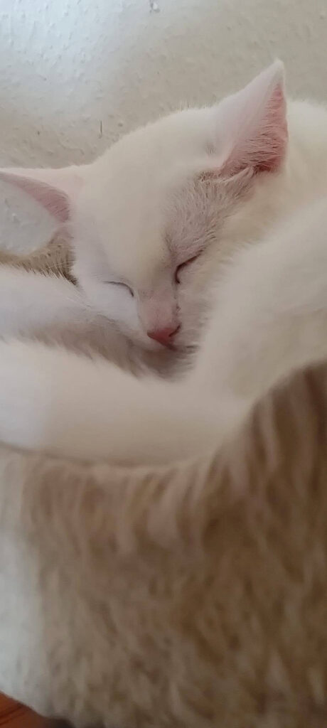 Un jeune chat blanc accueilli dans un foyer