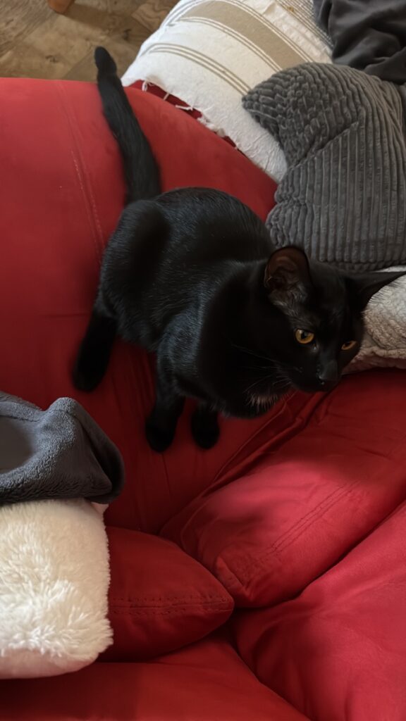 Morlock, chat noir aux yeux dorés, installé sur un canapé rouge